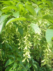 Acer davidii
