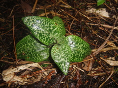 Goodyera schlechtendaliana