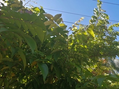 Averrhoa carambola