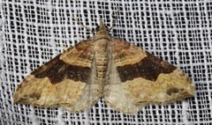 Xanthorhoe defensaria