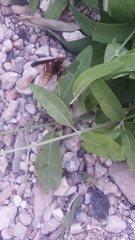 Polistes mexicanus