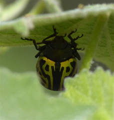 Calligrapha mexicana