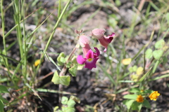 Proboscidea louisianica fragrans
