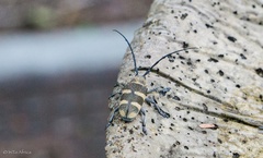 Pycnopsis brachyptera