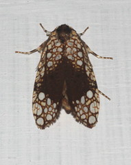 Dudgeonea
