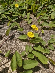 Camonea