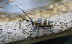 Pycnopsis brachyptera