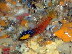 Microlipophrys nigriceps