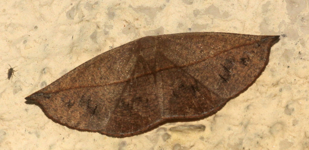 Decetia numicusaria