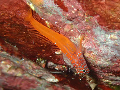 Microlipophrys nigriceps