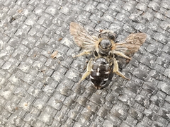 Halictus maculatus