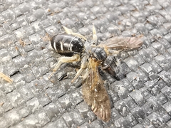 Halictus maculatus