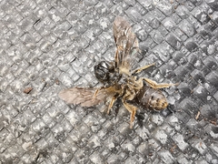 Halictus maculatus