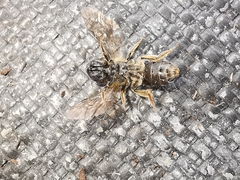 Halictus maculatus