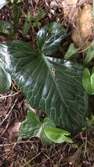 Arum pictum