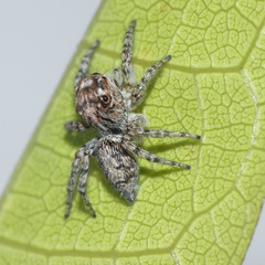 Tusitala hirsuta