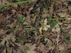 Lathyrus pannonicus varius