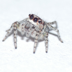 Tusitala hirsuta