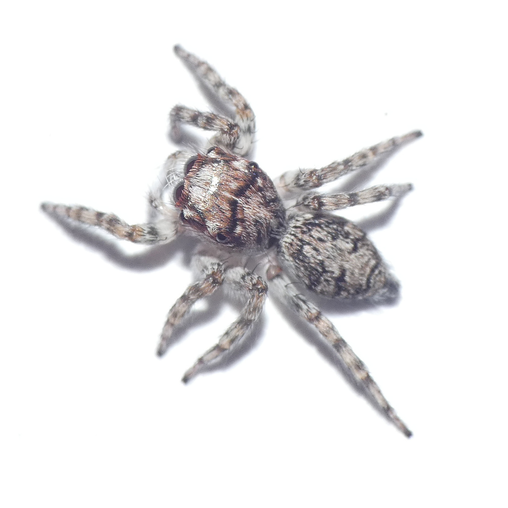 Tusitala hirsuta