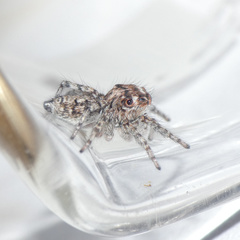 Tusitala hirsuta