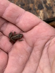 Eleutherodactylus planirostris