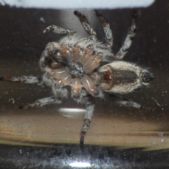Tusitala hirsuta