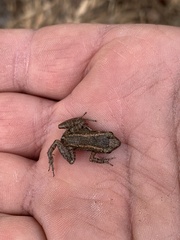 Eleutherodactylus planirostris
