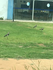 Vanellus chilensis
