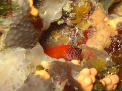 Microlipophrys nigriceps