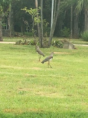 Vanellus chilensis
