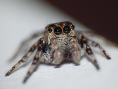 Tusitala hirsuta