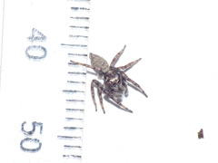 Tusitala hirsuta
