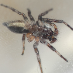 Tusitala hirsuta