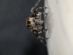 Tusitala hirsuta