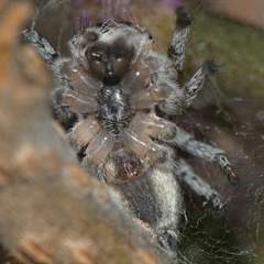 Tusitala hirsuta