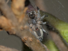 Tusitala hirsuta