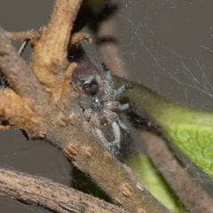 Tusitala hirsuta