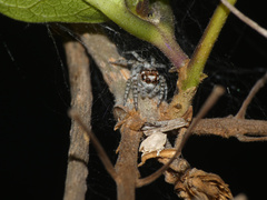 Tusitala hirsuta