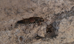 Ocypus sericeicollis