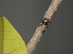 Tusitala hirsuta