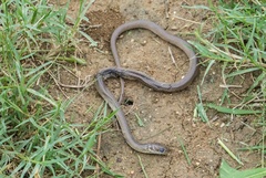 Psammophis brevirostris
