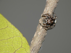 Tusitala hirsuta