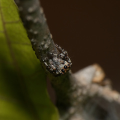 Tusitala hirsuta