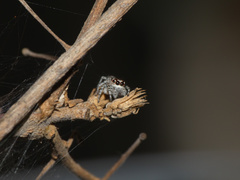 Tusitala hirsuta