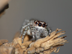 Tusitala hirsuta