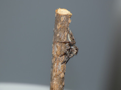 Tusitala hirsuta