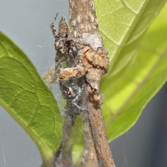 Tusitala hirsuta
