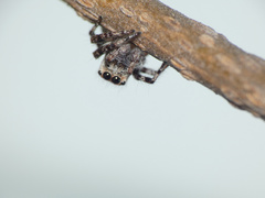 Tusitala hirsuta