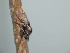 Tusitala hirsuta