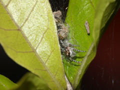 Tusitala hirsuta